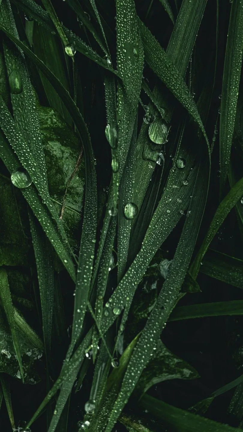 Refil Difusor De Aroma Capim-Limão